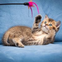 How to Choose the Right Durable Dog Toy for Your Pet