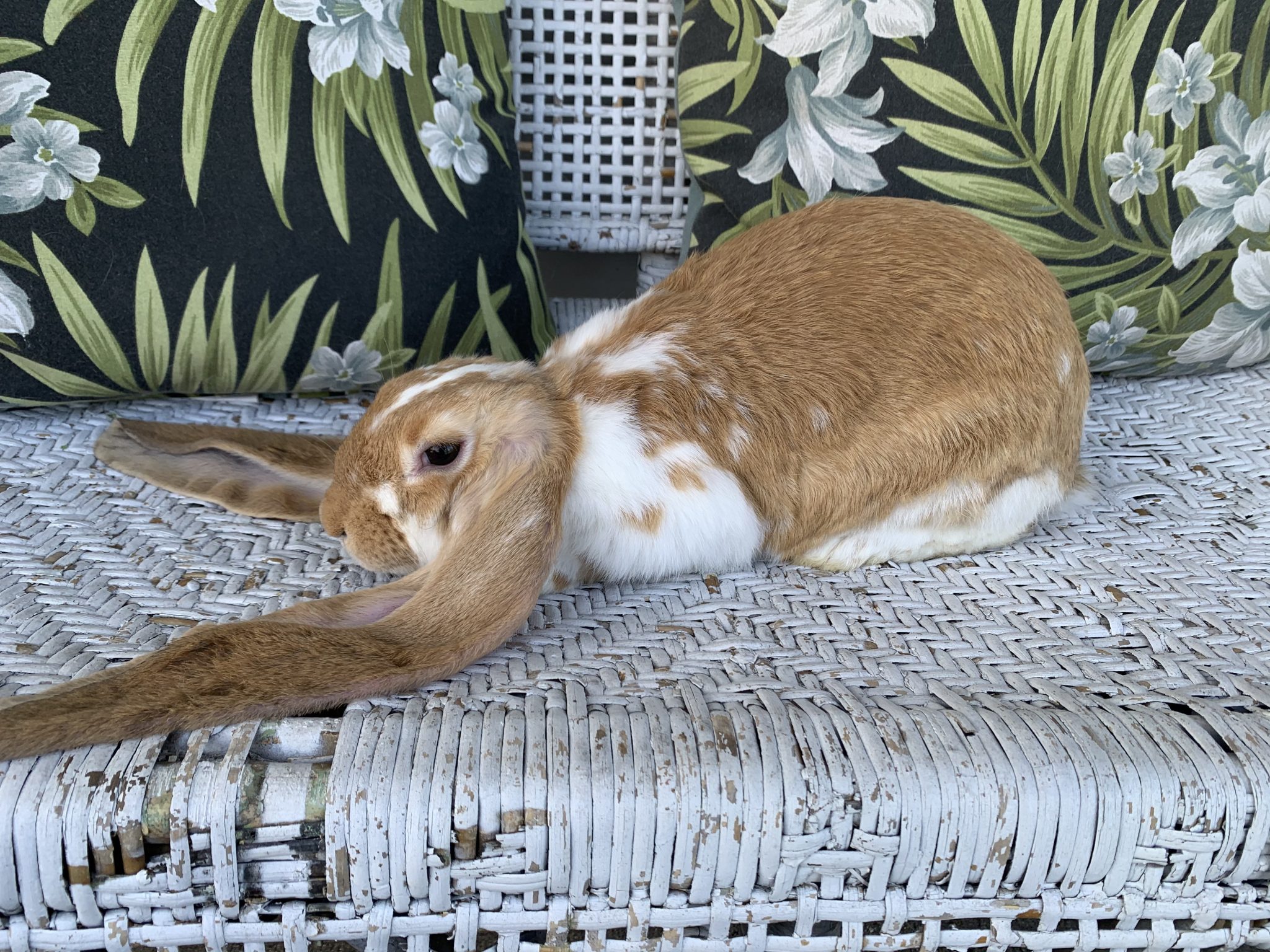 Lp Rabbits Ultimate Guide To English Lop Rabbits โ Article Link Space