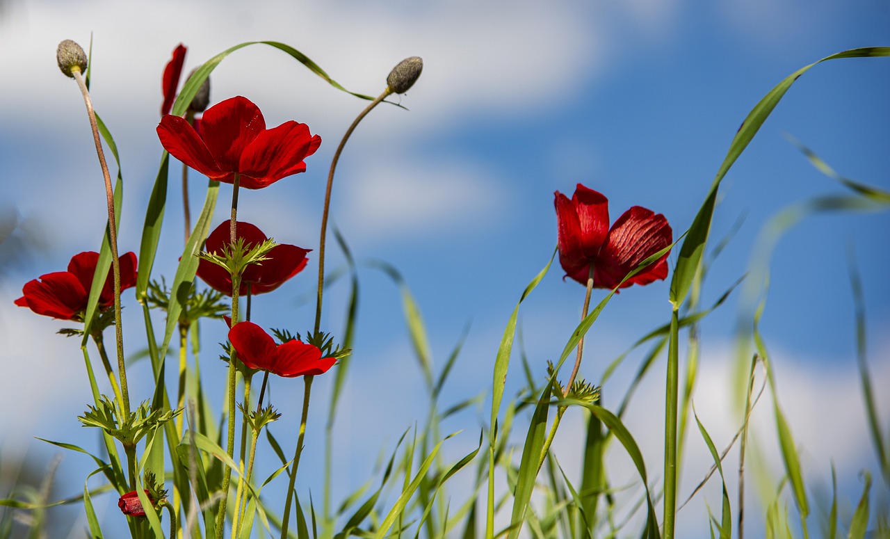 Anemone, red flowers, bloom — How Greenhouses for Sale Offer a Long-Lasting Solution for Home Gardening